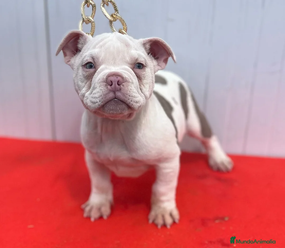 American Bully perros en venta: American bully pocket  - Anuncio 6