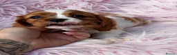 Cavalier King Charles Spaniel perros en venta: Cavalier hembra disponible  - Anuncio 5