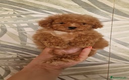 Caniche Toy perros en venta: MACHO CANICHE TOY  - Imagen 3