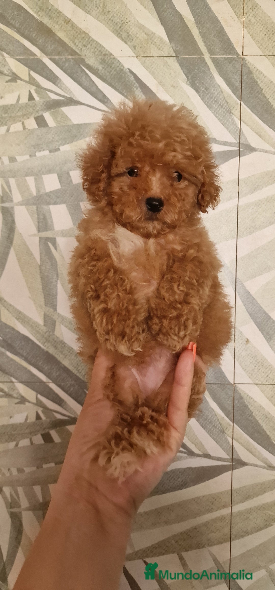 Caniche Toy perros en venta: MACHO CANICHE TOY  - Imagen 3