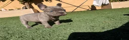 Bulldog Francés perros en venta: Bulldog francés Lilac  - Anuncio 3