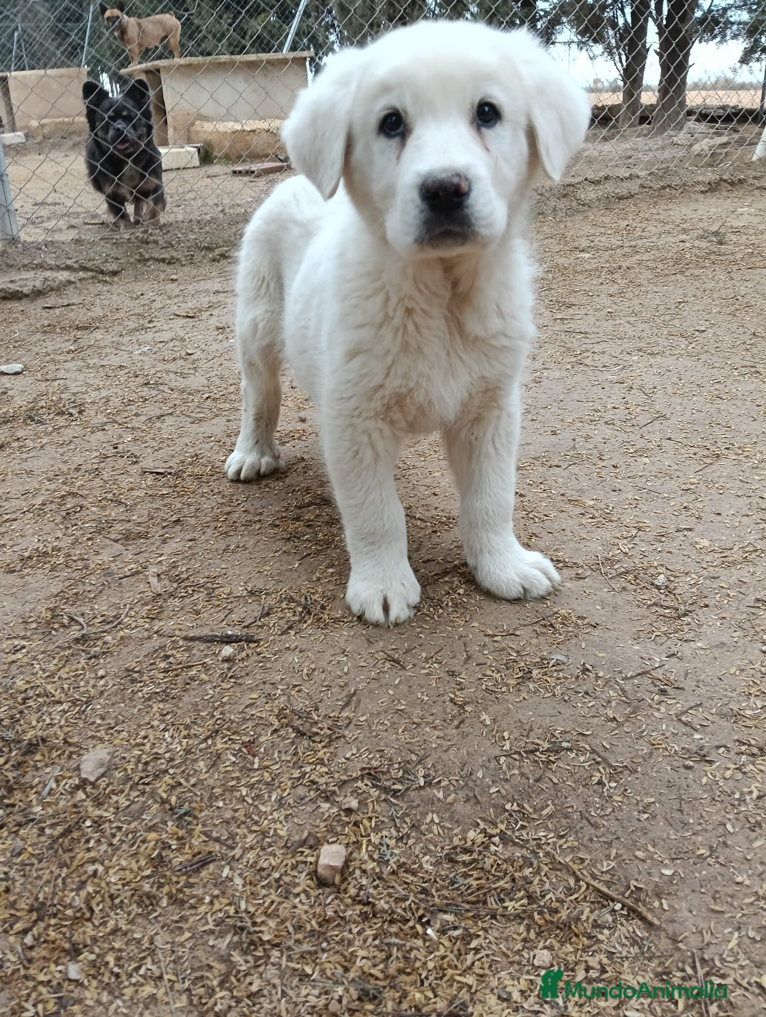 Mastín Español perros Mastines Españoles - Anuncio 1