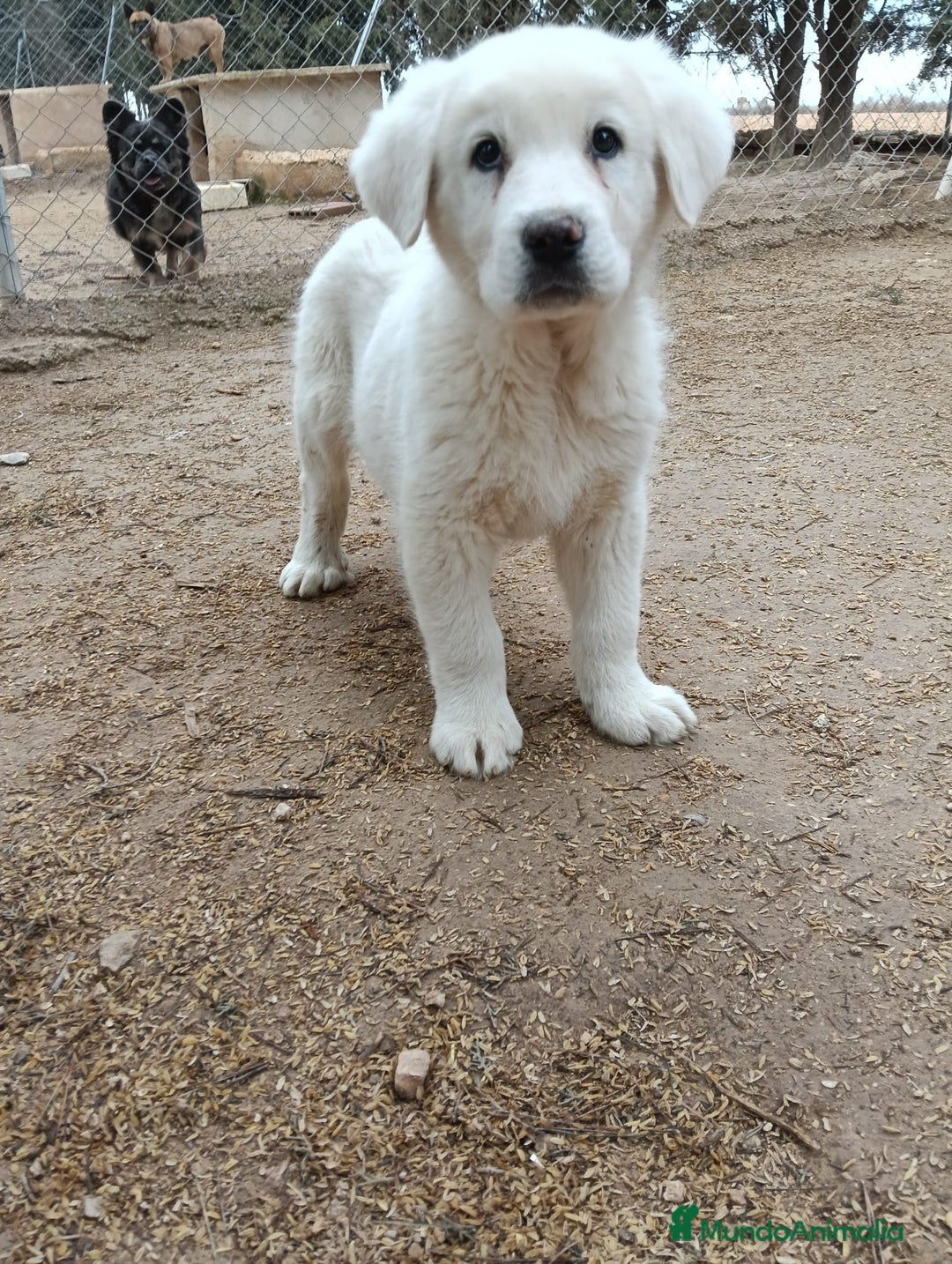 Mastín Español perros en venta: Mastines Españoles - Anuncio 1