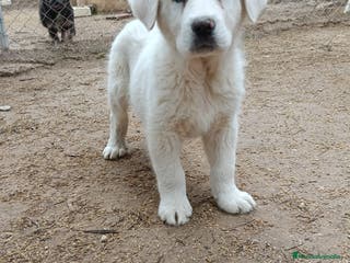 Mastín Español perros en venta: Mastines Españoles - Anuncio 4