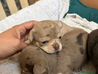 Chihuahua perros Preciosos chihuahuas merles 🐶🐾 - Anuncio 3