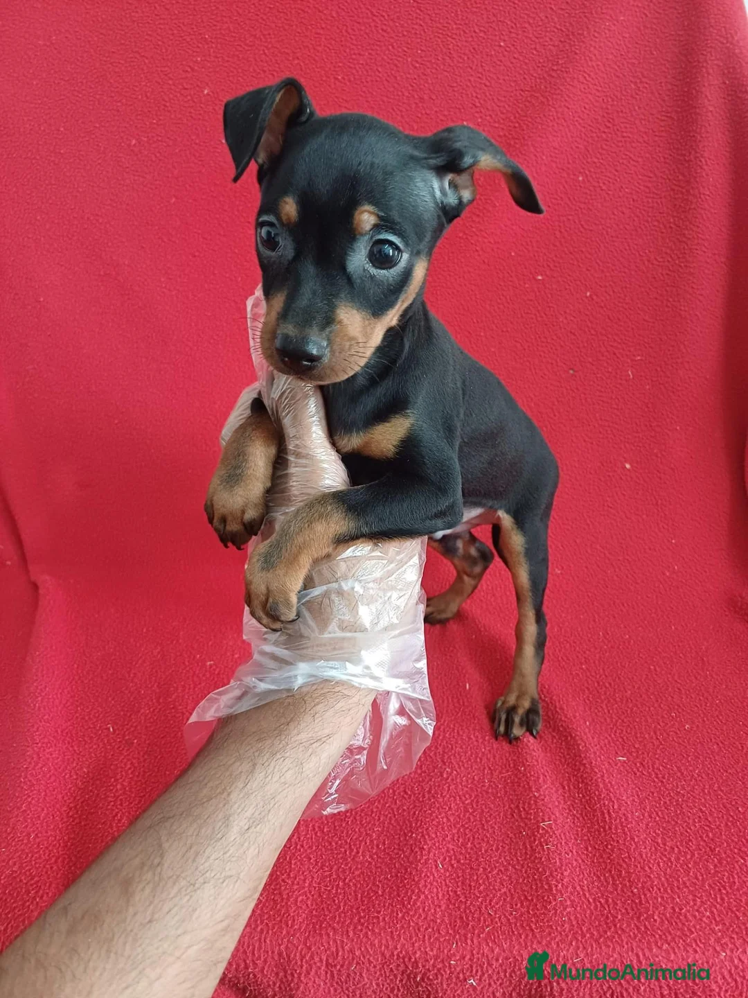 Pinscher Miniatura perros en venta: MiniPincher  - Anuncio 2