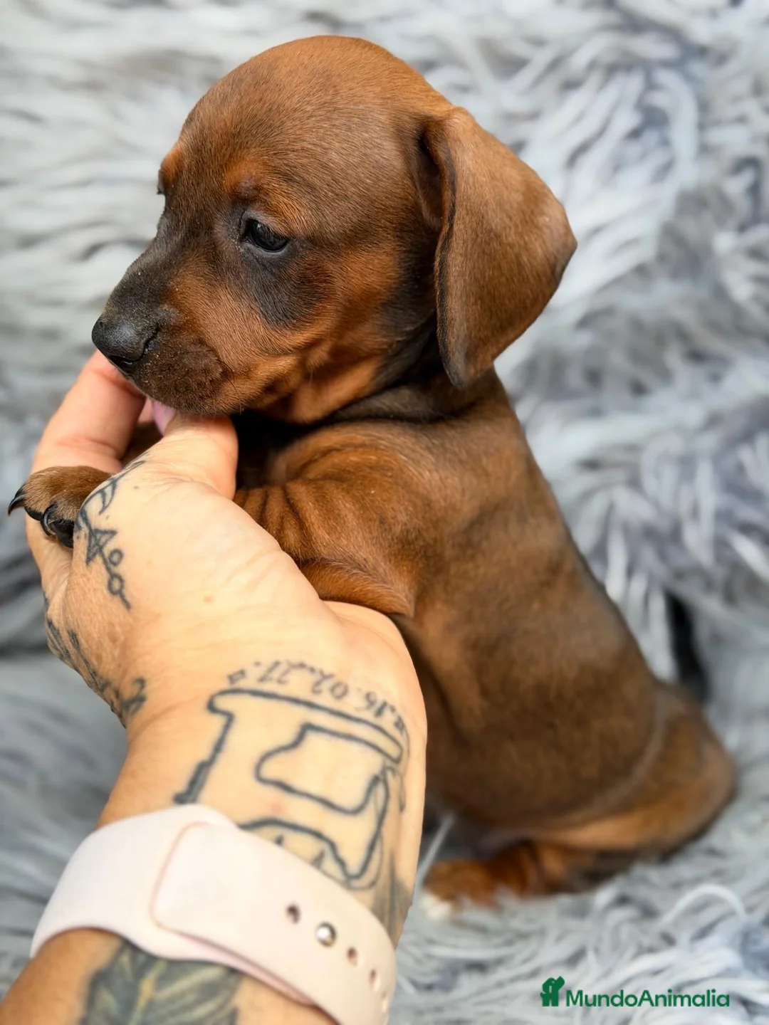 Teckel Miniatura perros en venta: teckel diferentes colores🐾 - Anuncio 9