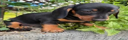 Teckel Miniatura perros en venta: Hembra miniatura  en Toledo - Anuncio 4
