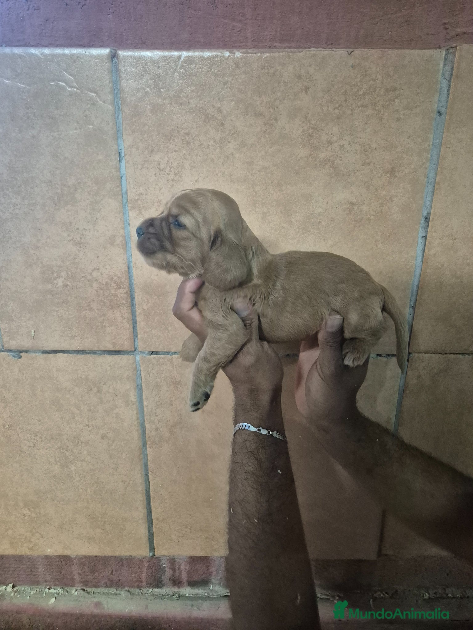 Cocker Spaniel Inglés perros COCKER - Anuncio 2