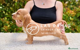 Cocker Spaniel Inglés perros en venta: Cachorros de cocker spaniel inglés disponibles.  - Imagen 2