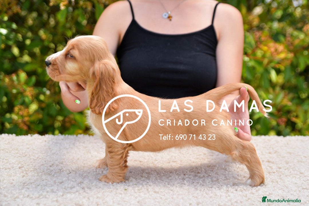Cocker Spaniel Inglés perros en venta: Cachorros de cocker spaniel inglés disponibles.  - Imagen 2