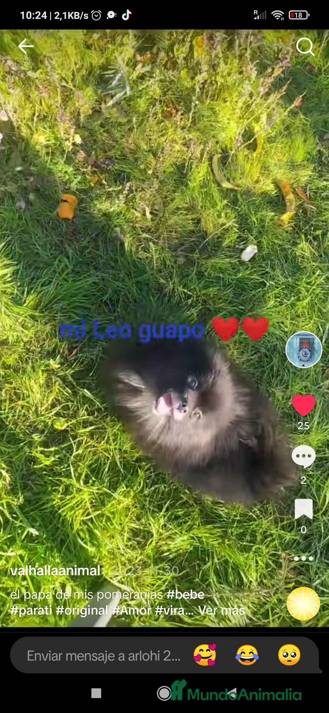 Bichón Maltés perros en venta:  maltipom macho  - Imagen 7
