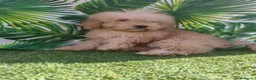 Caniche Toy perros en venta: Oportunidad  en Madrid - Anuncio 6