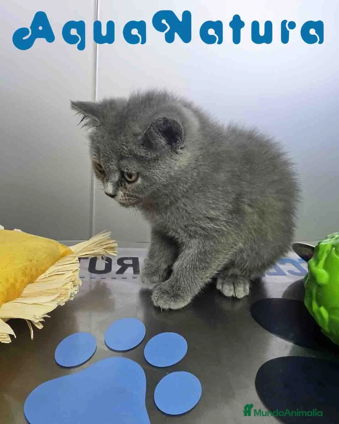 Británico de Pelo Corto Azul gatos en venta: British Macho 6344 AQUANATURA - Anuncio 2