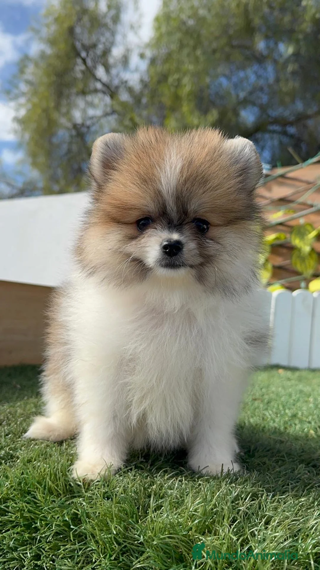 Pomerania perros en venta: POMERANIA HEMBRA - Anuncio 9