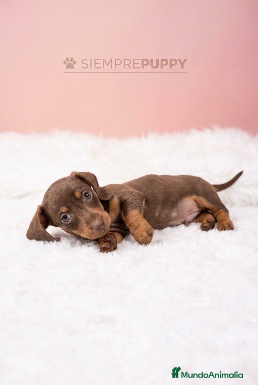 Teckel Miniatura perros TECKEL MINI CHOCOLATE  - Anuncio 3