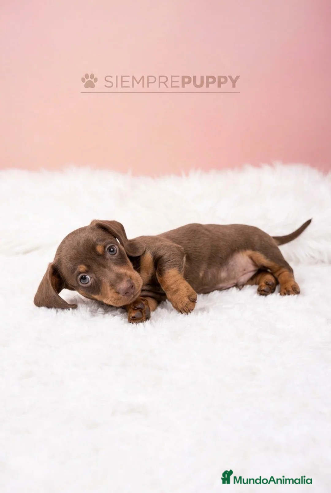 Teckel Miniatura perros en venta: TECKEL MINI CHOCOLATE  - Anuncio 1