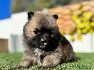 Pomerania perros POMERANIA HEMBRA - Anuncio 1