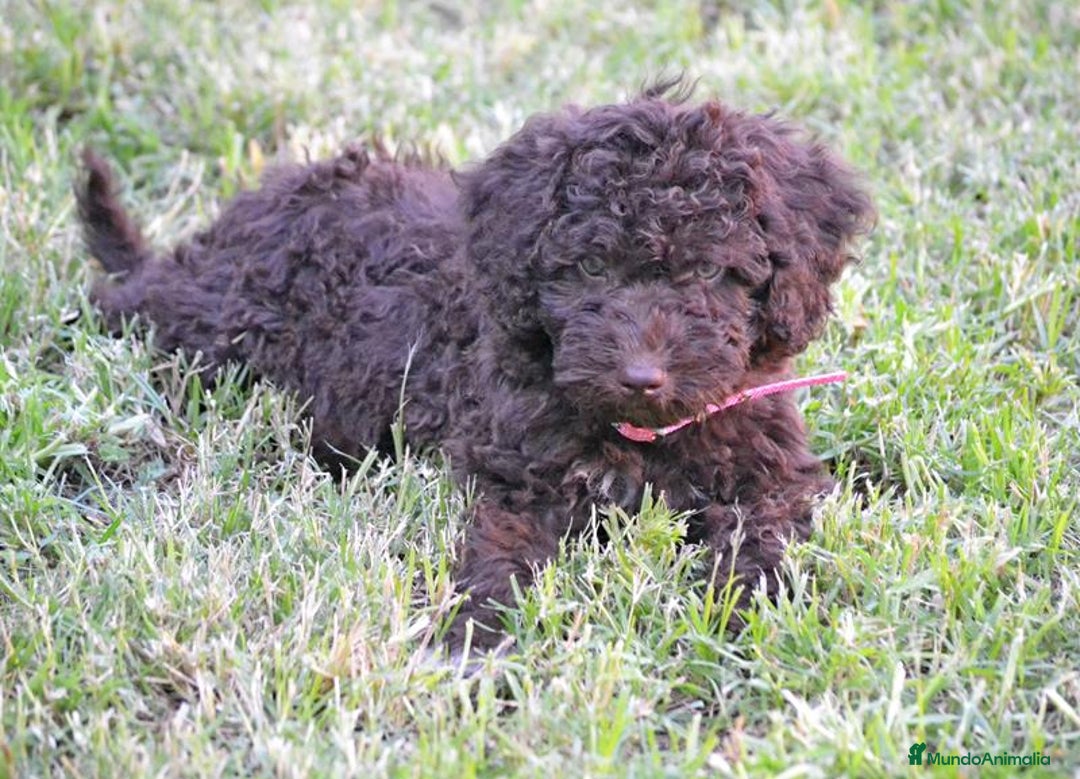 Perro de Agua Español perros en venta: Cachorra perro de agua  - Imagen 3