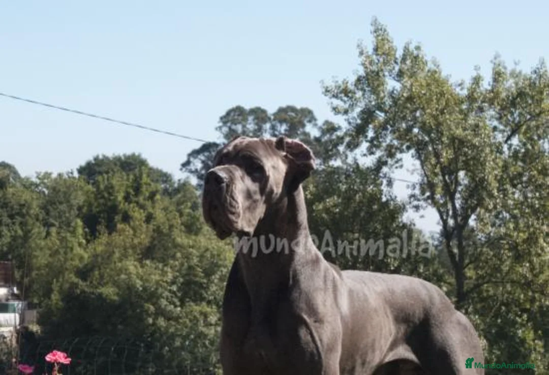 Imagen de galería {{count}}