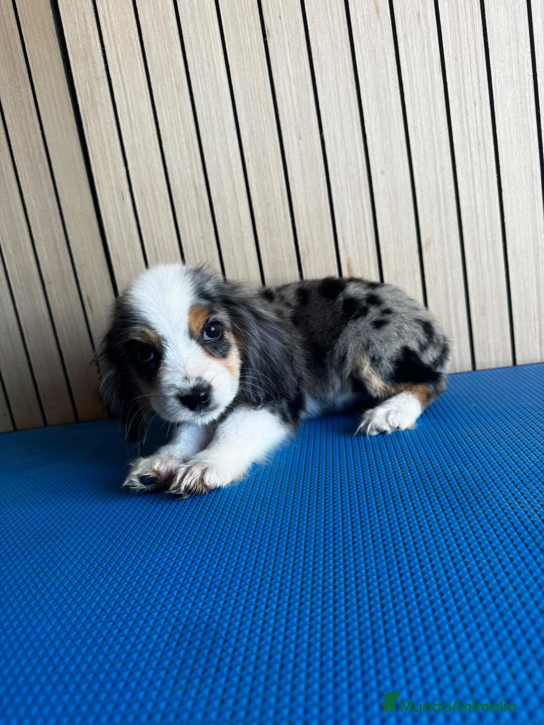 Cocker Spaniel Americano perros en venta: Cachorros cocker - Anuncio 1