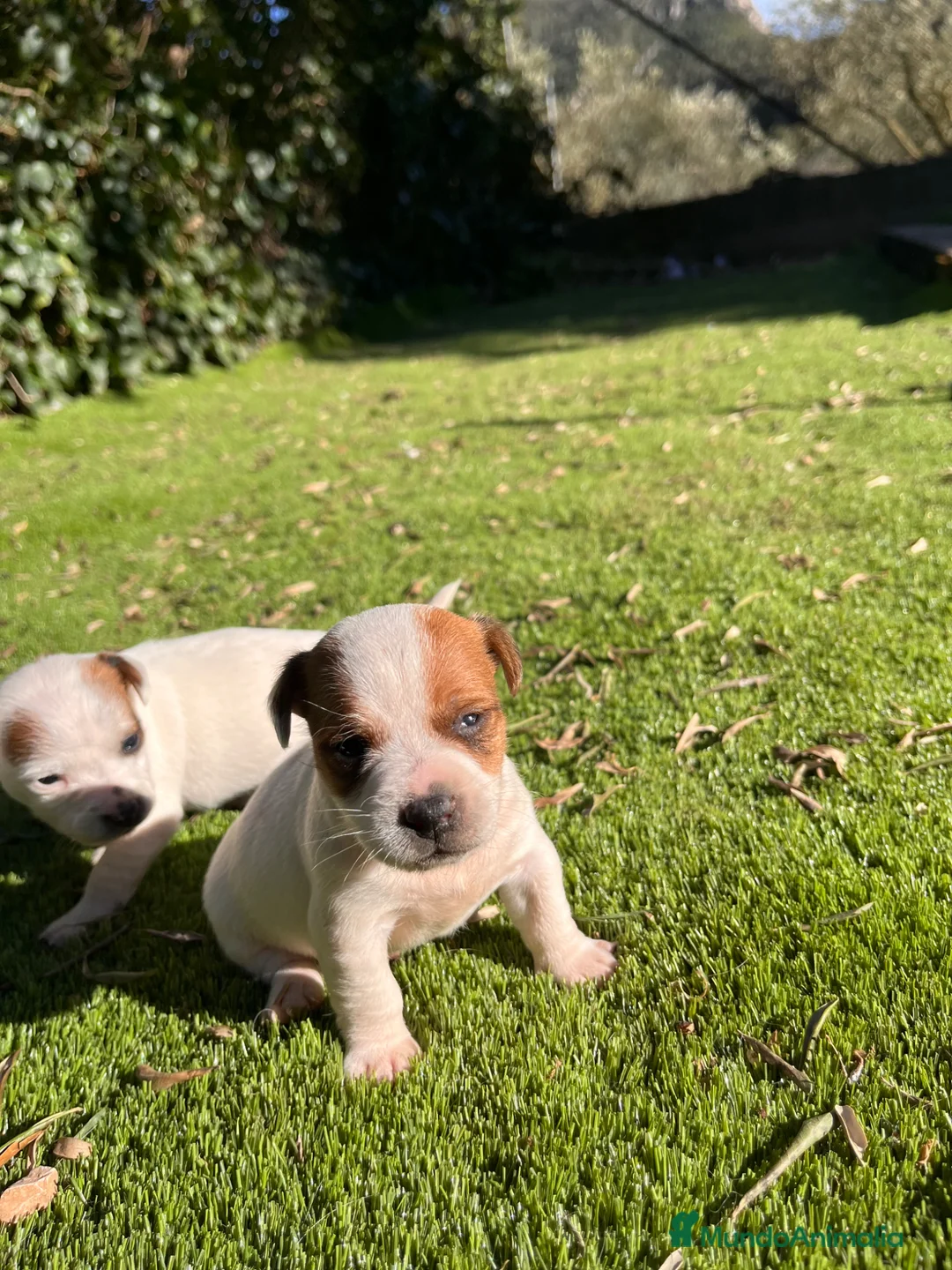 Jack Russell Terrier perros en venta: Baby Jack Russell- Tarragona - Anuncio 1