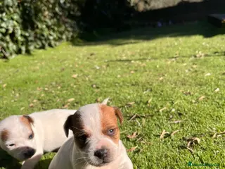 Jack Russell Terrier perros Baby Jack Russell- Tarragona - Anuncio 1