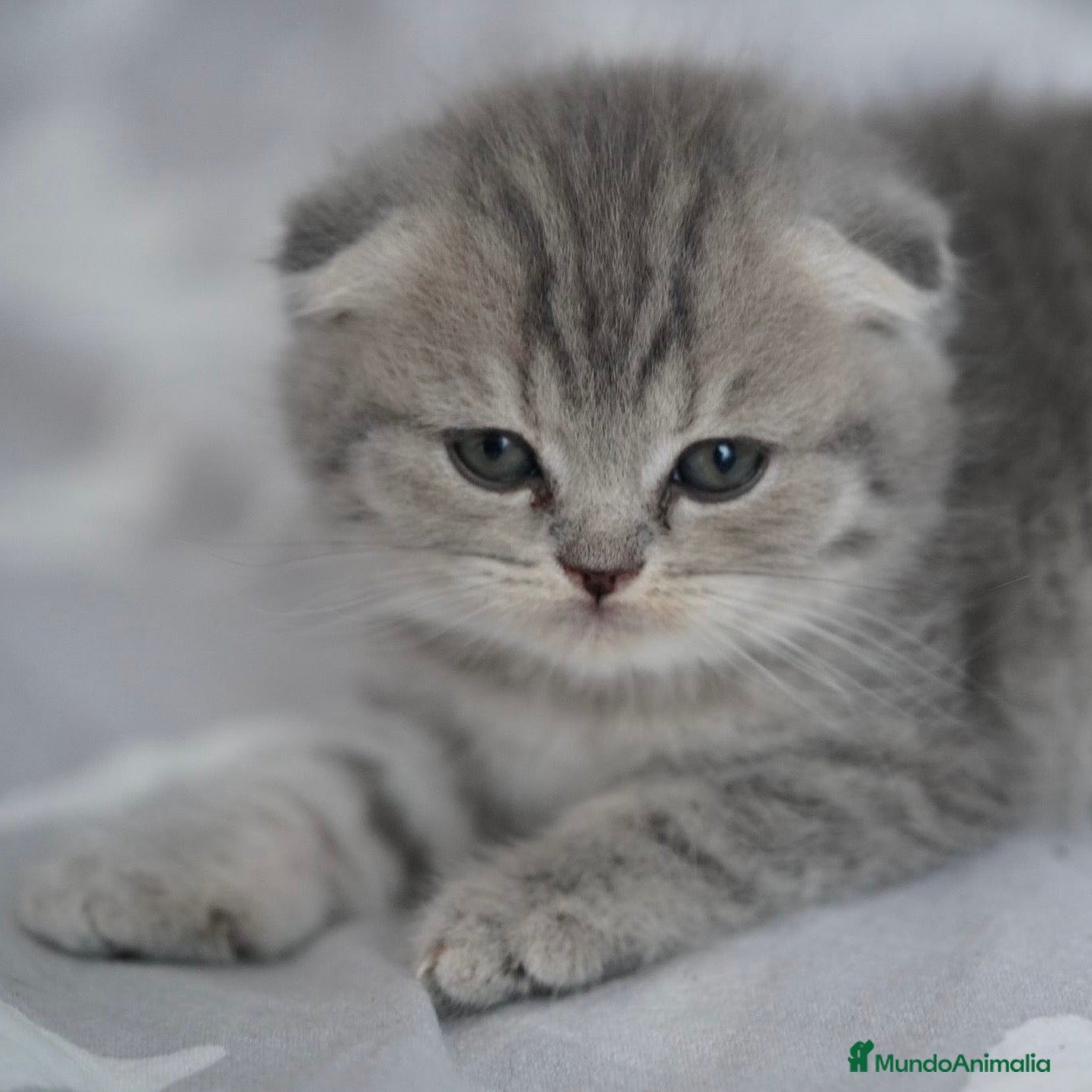 Scottish Fold gatos Scottish Fold - Anuncio 2