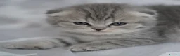 Scottish Fold gatos en venta: Scottish Fold - Anuncio 1