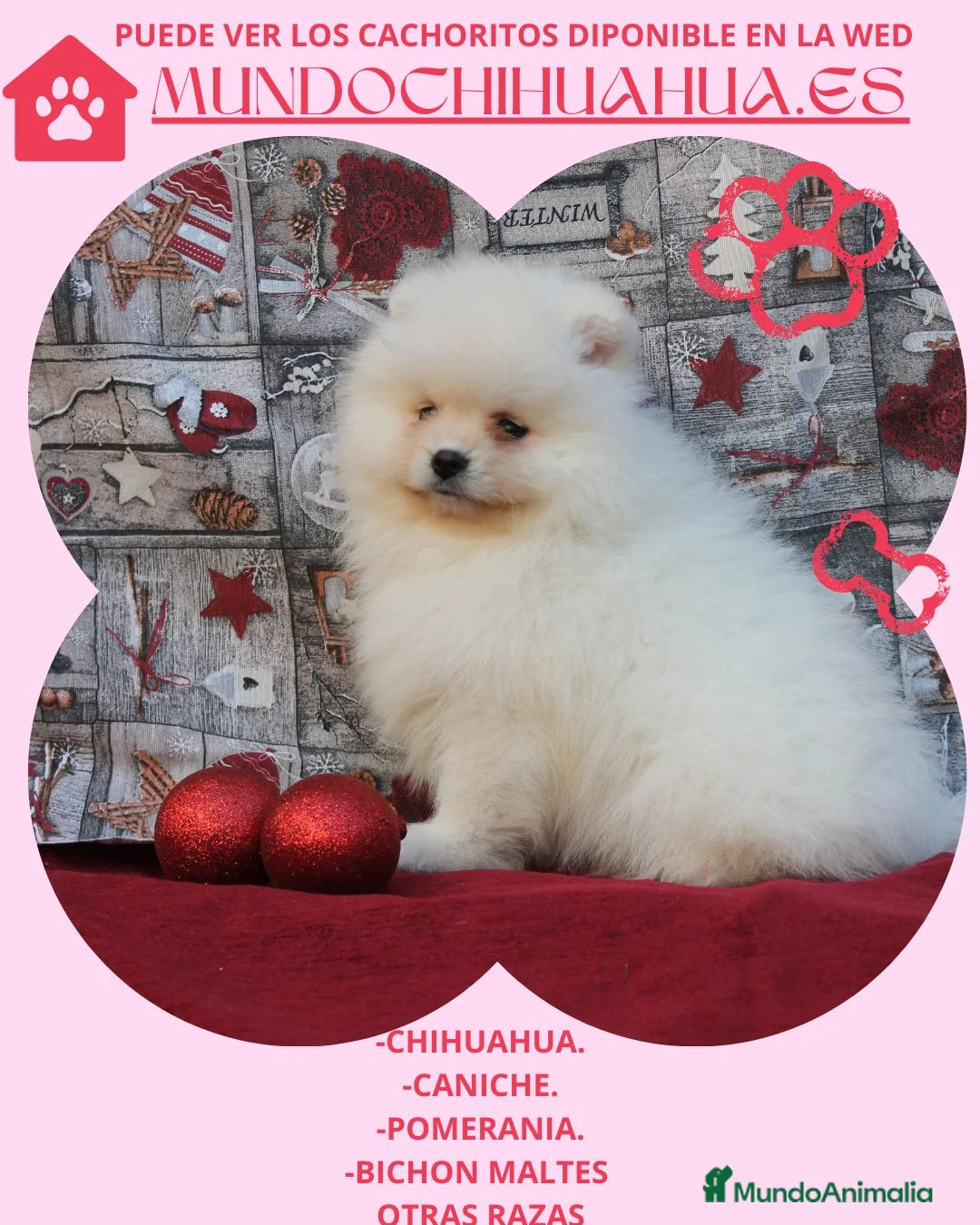 Pomerania perros en venta: IMPRECIOSNANTES CACHORRITOS DE POMERANIAS - Anuncio 2