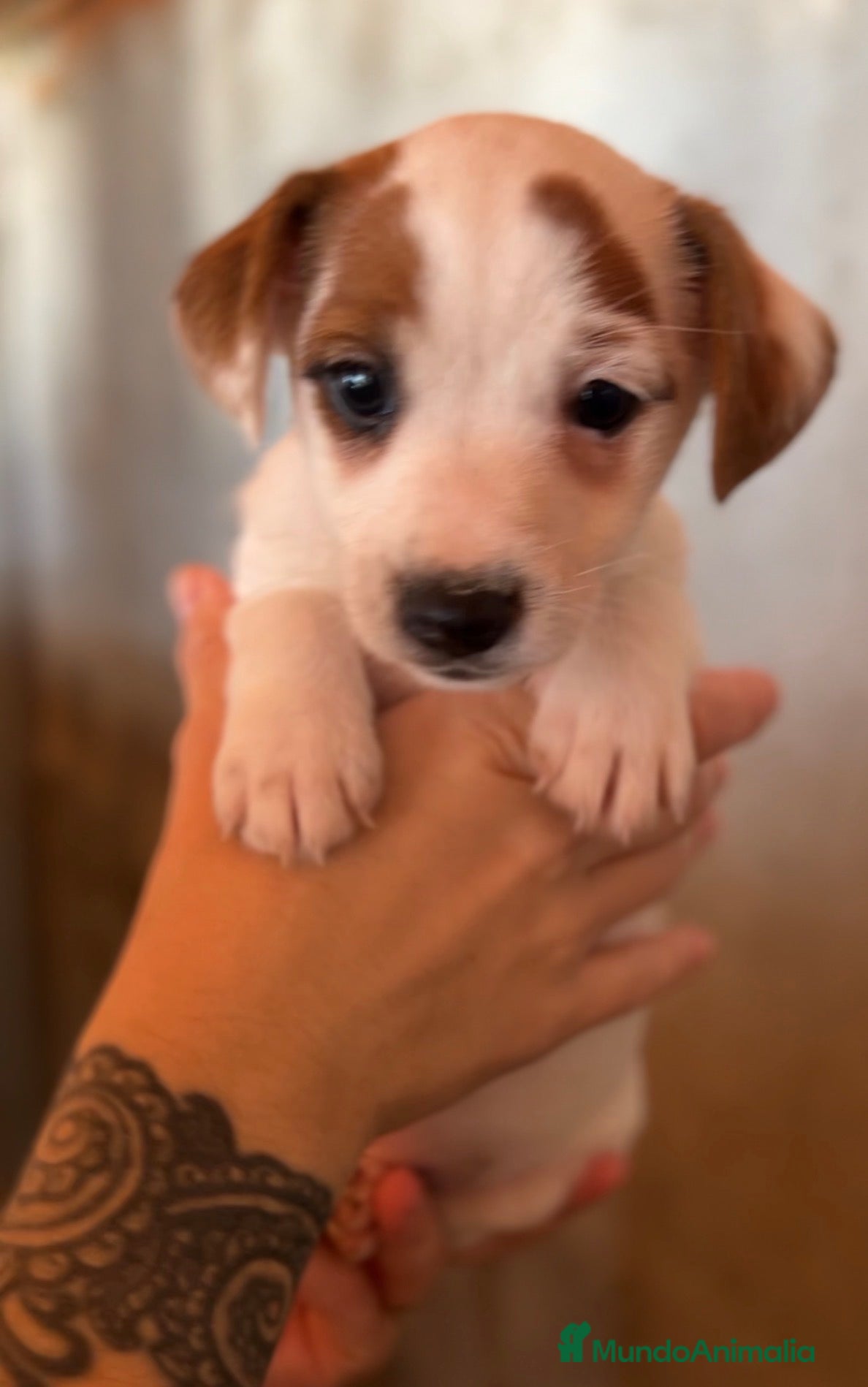 Jack Russell Terrier perros Jack Russell  - Anuncio 1