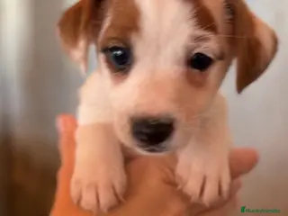 Jack Russell Terrier perros Jack Russell - Anuncio 25