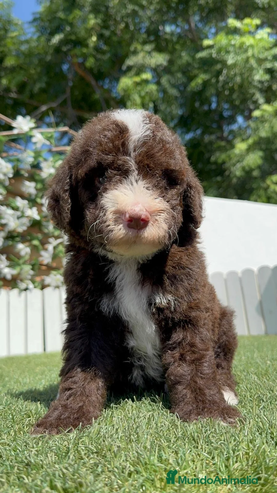 Perro de Agua Español perros en venta: PERRO DE AGUA ESPAÑOL - Anuncio 1