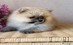 Pomerania perros en venta: Pomerania hembra sable disponible !! - Imagen 1