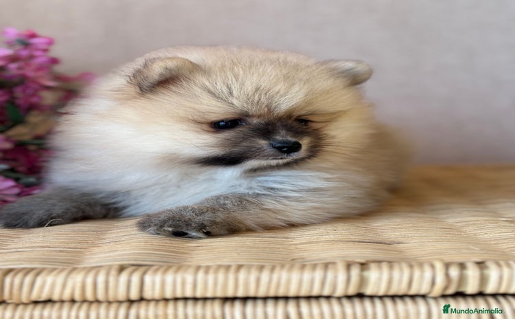 Pomerania perros - Anuncio 1