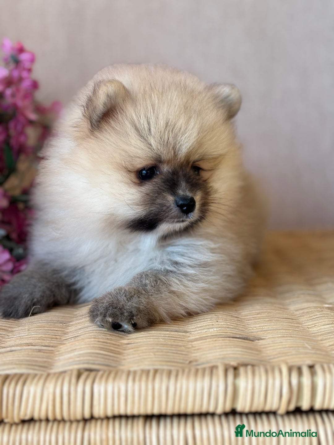 Pomerania perros en venta: Pomerania hembra sable disponible !! - Imagen 1