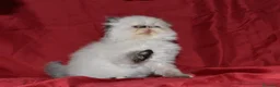 Himalayo gatos en venta: GATITOS PERSAS HIMALAYOS  en Toledo - Anuncio 3