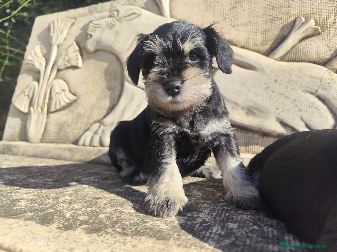Schnauzer Miniatura perros en venta: Schnauzer Cachorros negro plata - Anuncio 7