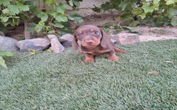 Teckel Miniatura perros en venta: TECKEL KANINCHEN CHOCOLATE  - Imagen 2