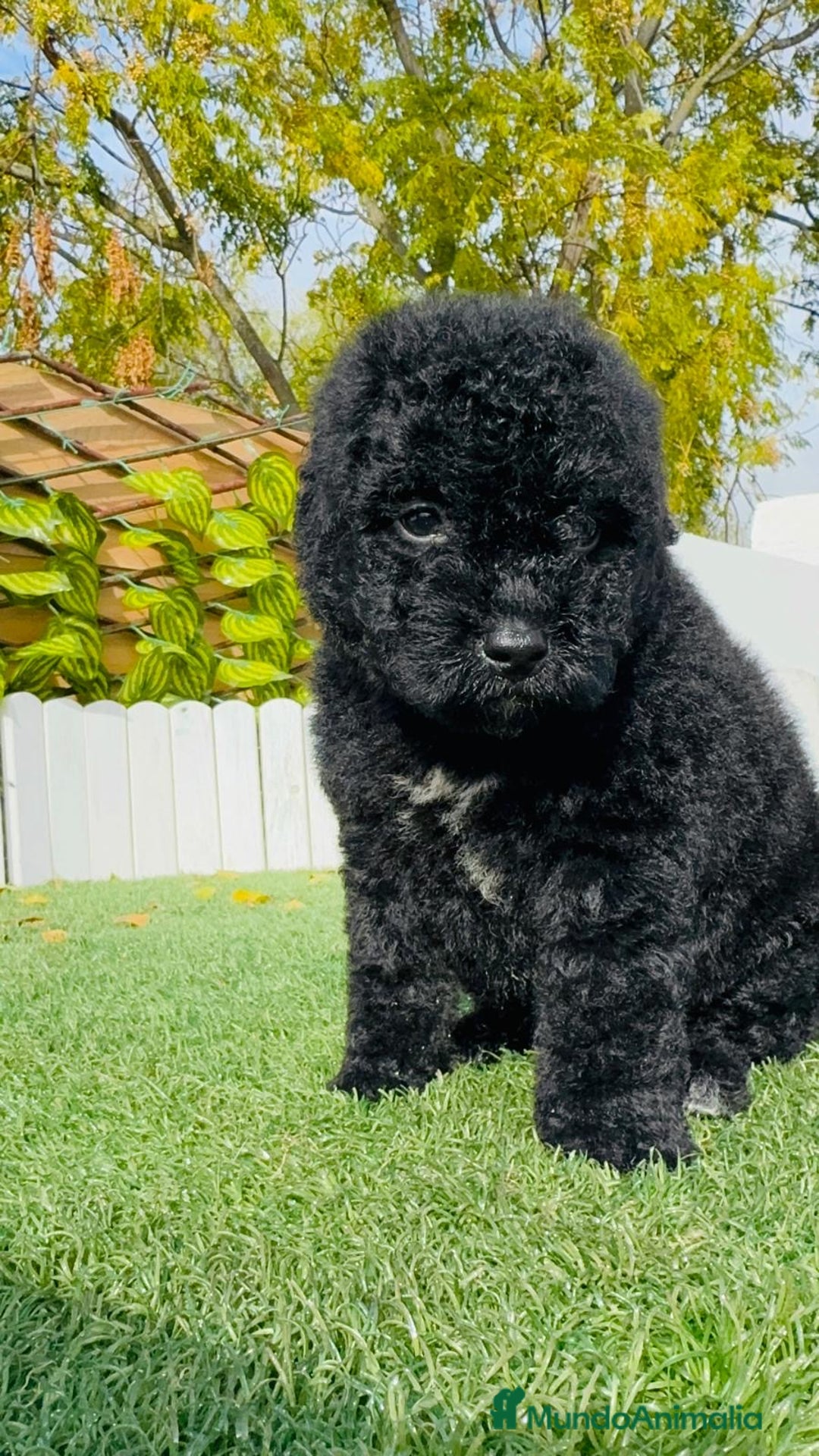 Perro de Agua Español perros en venta: PERRO DE AGUA  - Anuncio 12