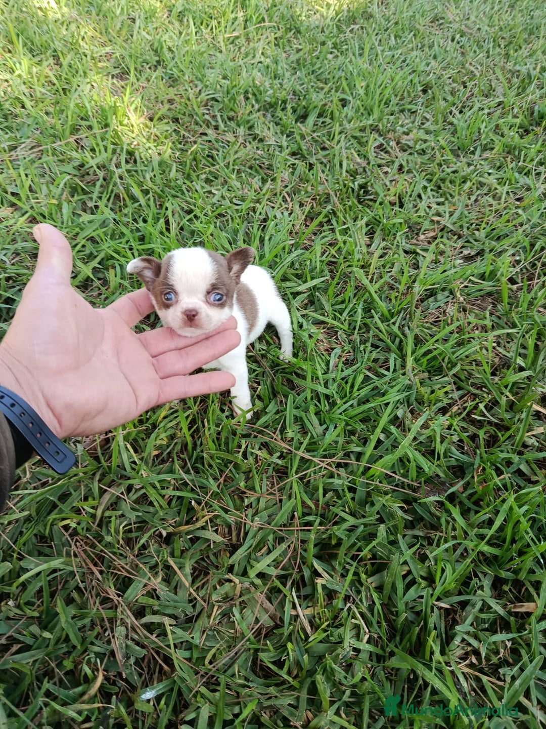 Chihuahua perros en venta: IMPRESIONANTE  CHIHUAHUA   LINEA  TOY   - Anuncio 2