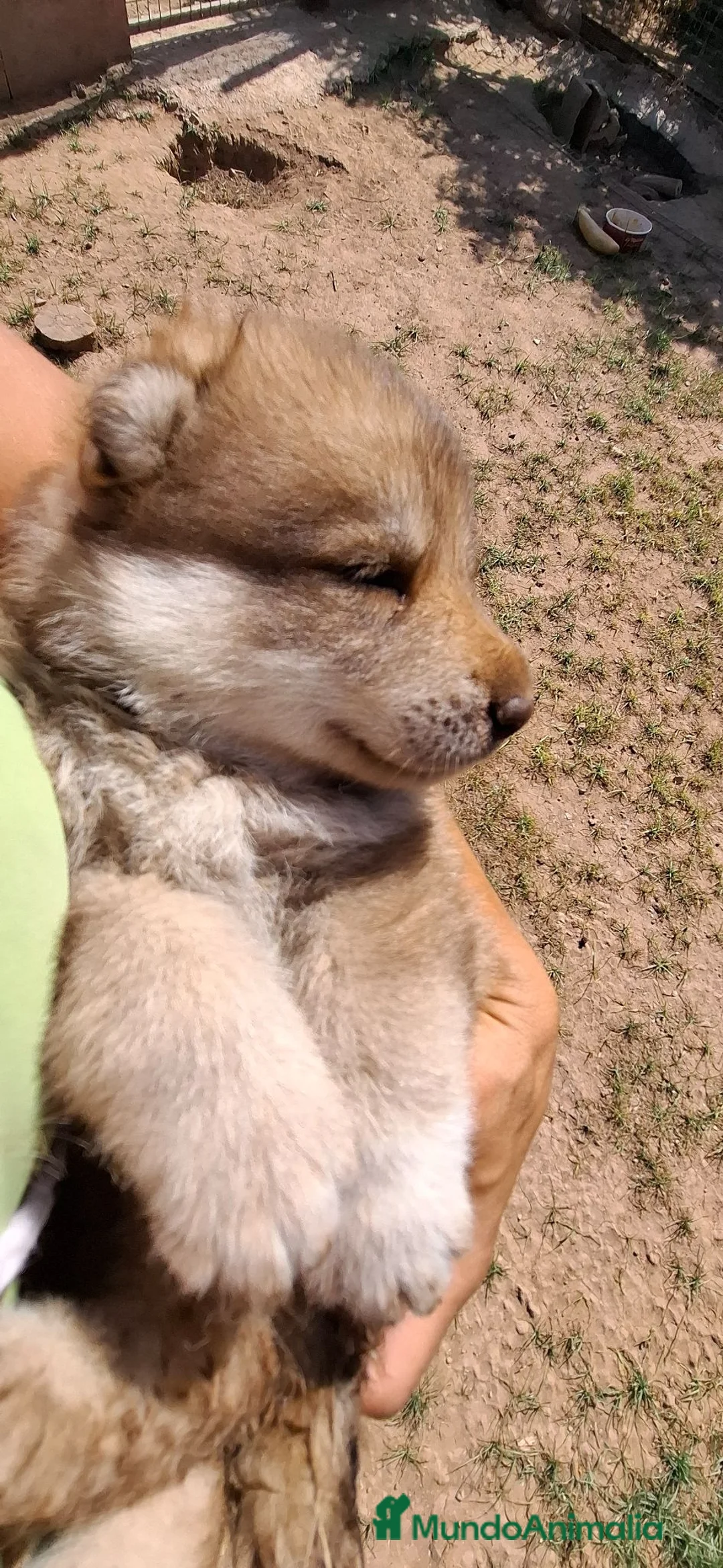 Husky Siberiano perros en venta: Espectacular hembra husky siberiano - Anuncio 5