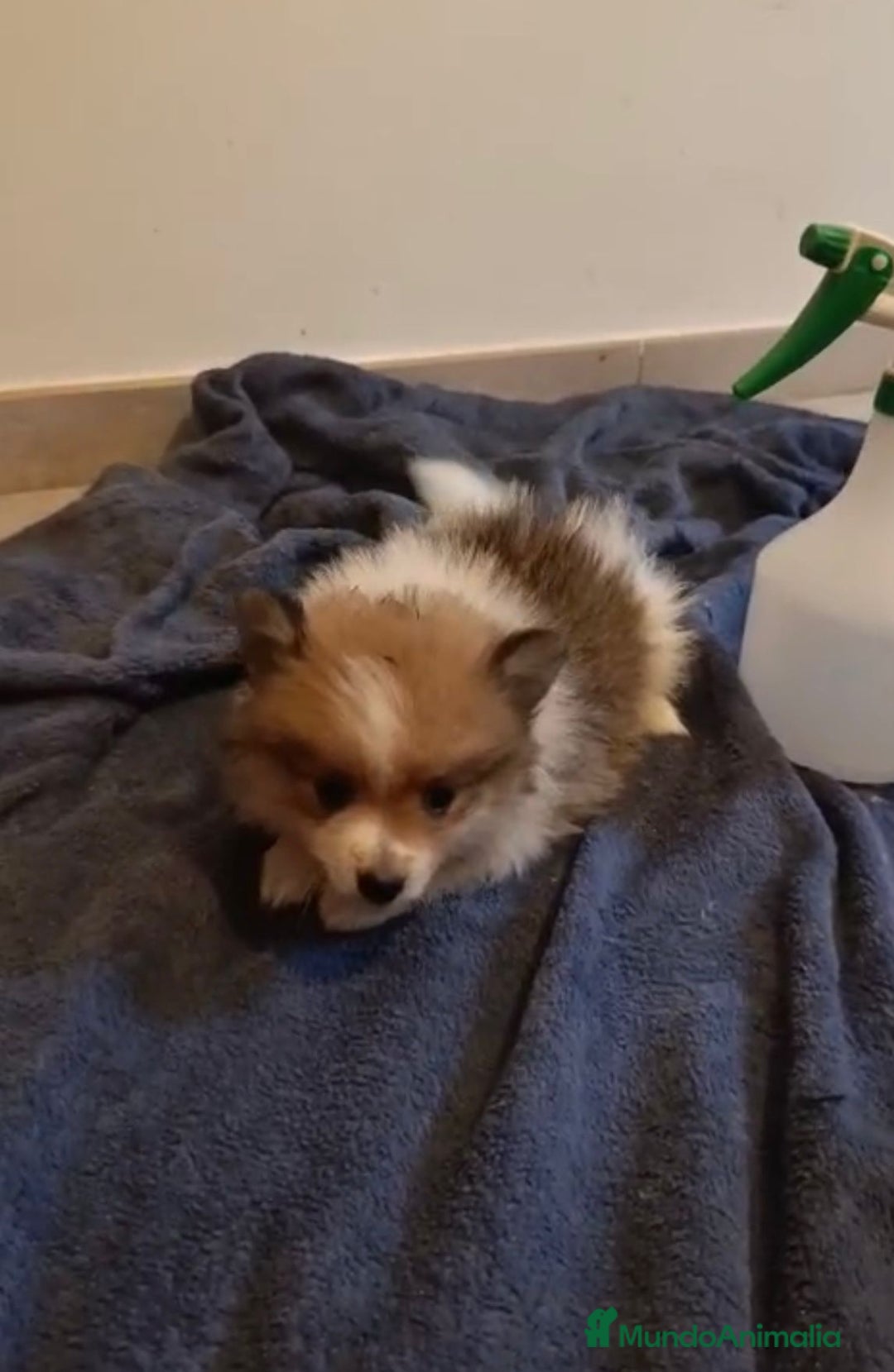 Pomerania perros en venta: Lulu pomerania toy - Imagen 4