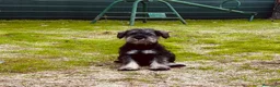 Schnauzer Miniatura perros en venta: Schnauzer mini  - Anuncio 2
