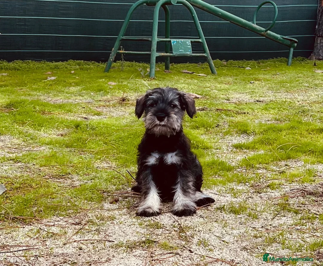 Schnauzer Miniatura perros en venta: Schnauzer mini  - Anuncio 2