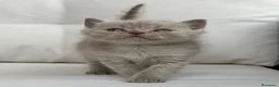 Británico de Pelo Corto gatos en venta: PRECIOSA BRITISH SHORTHAIR LILAC - Anuncio 1