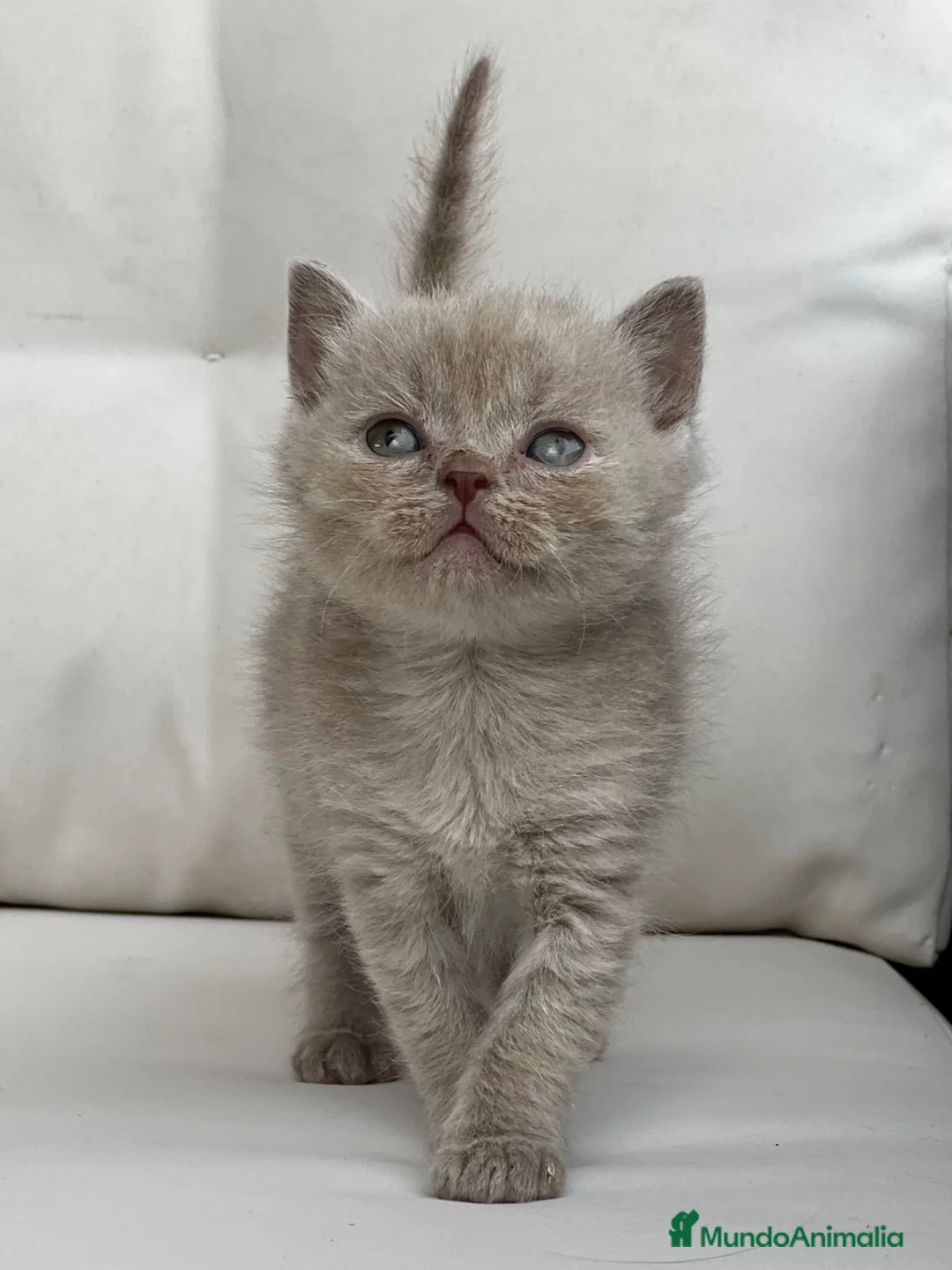 Británico de Pelo Corto gatos en venta: PRECIOSA BRITISH SHORTHAIR LILAC - Anuncio 1