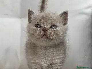 Británico de Pelo Corto gatos PRECIOSA BRITISH SHORTHAIR LILAC - Anuncio 1