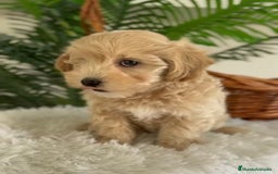 Maltipoo perros en venta: MALTIPOO - Imagen 3
