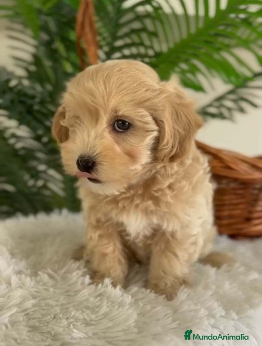 Maltipoo perros en venta: MALTIPOO - Imagen 3